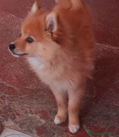 Pomerania perros en Madrid - Anuncio 6