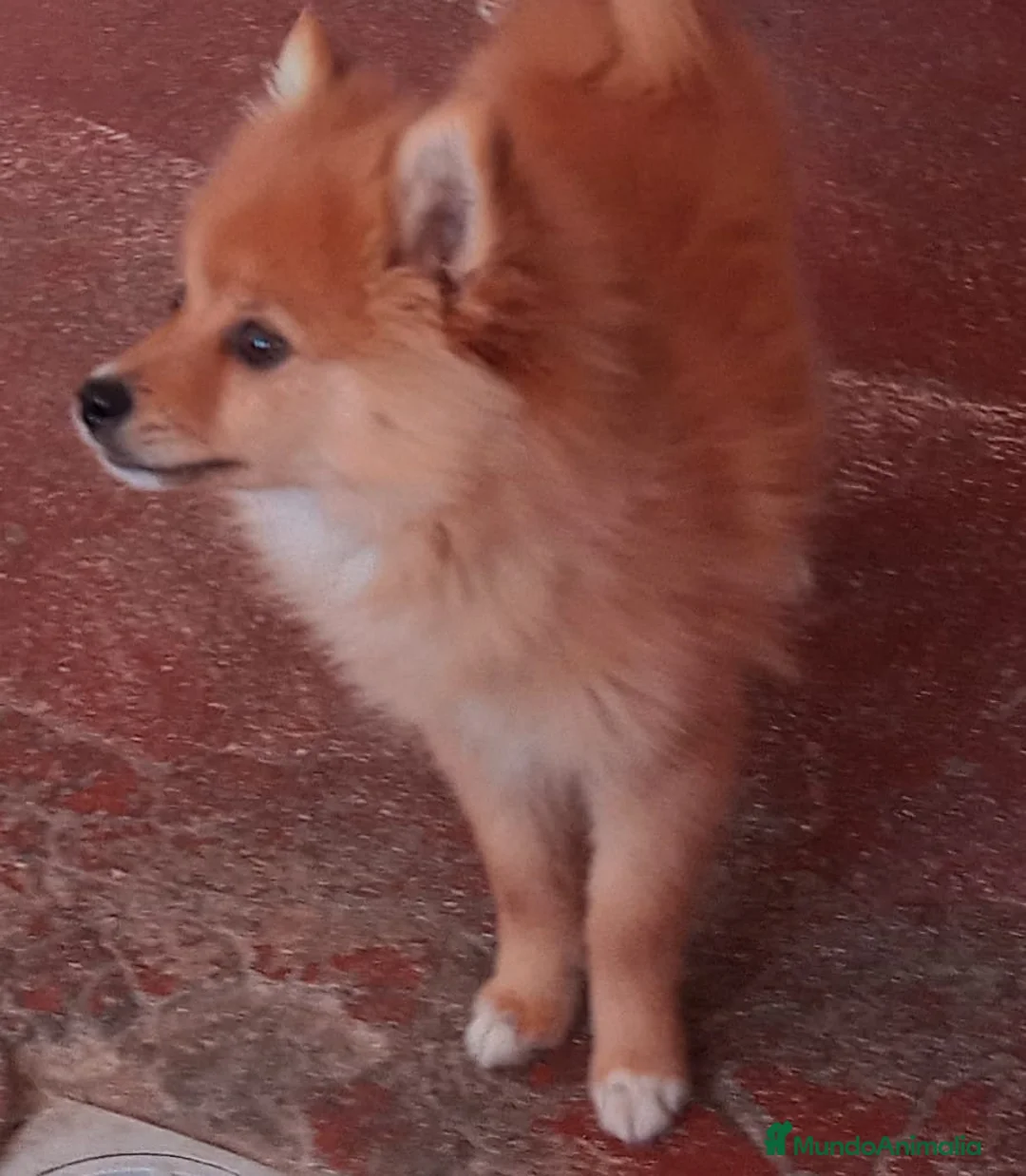 Pomerania perros en venta: Espectaculares cachorros de POMERANIA. en Madrid - Anuncio 1