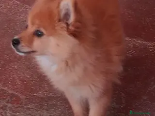 Pomerania perros Espectaculares cachorros de POMERANIA. en Madrid - Anuncio 2