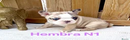 Bulldog Francés perros en venta: Bulldog francés hembras Exóticas ojos azules  - Anuncio 2