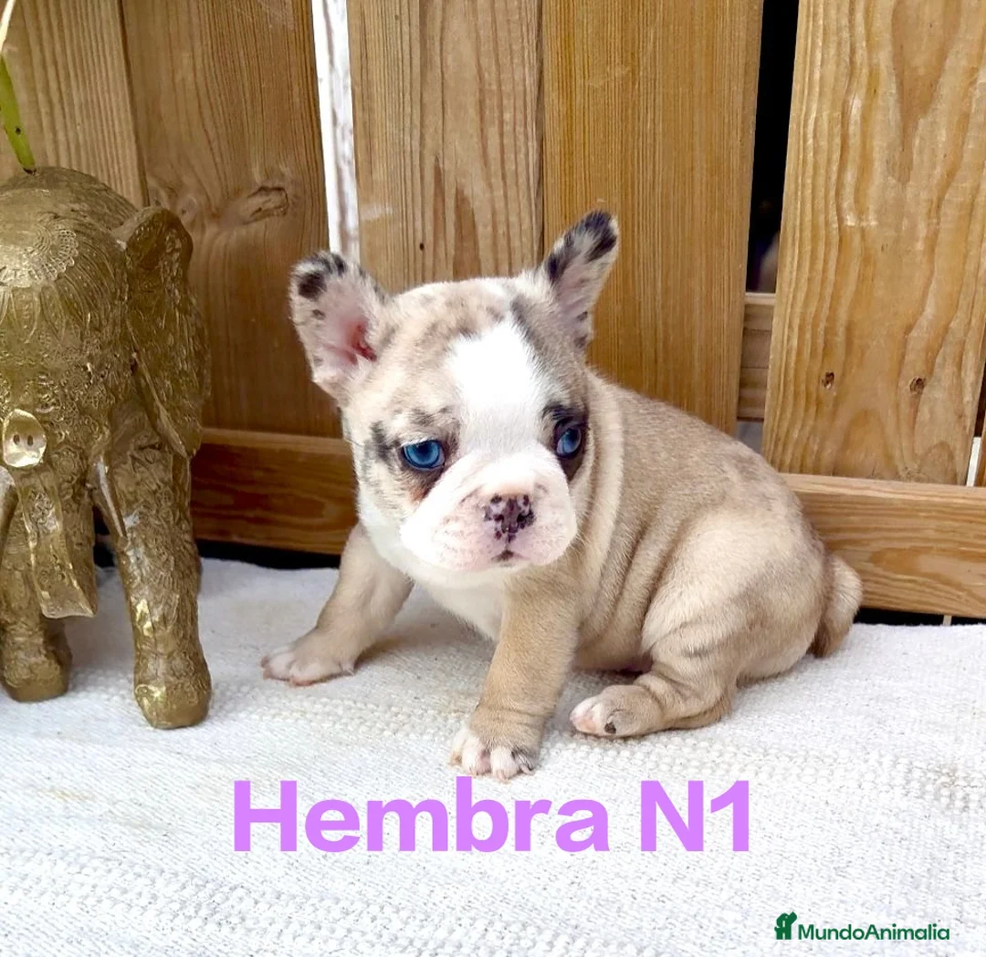 Bulldog Francés perros en venta: Bulldog francés hembras Exóticas ojos azules  - Anuncio 2