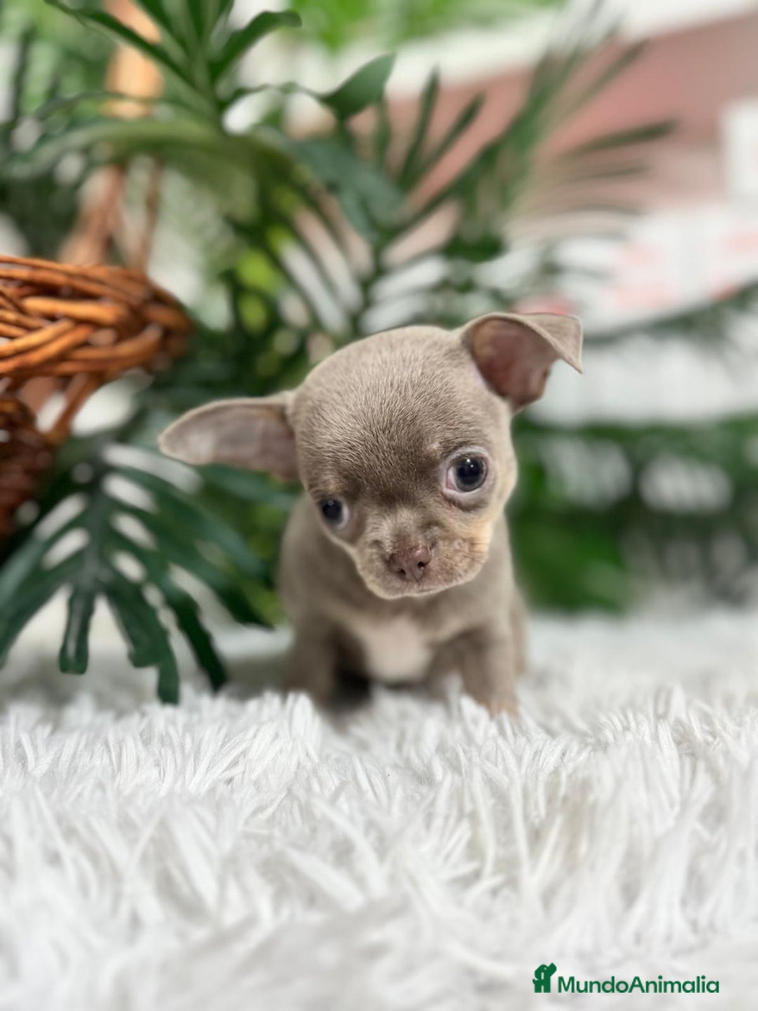 Chihuahua perros en venta: CHIHUAHUA MACHO LILAC AND TAN - Anuncio 8