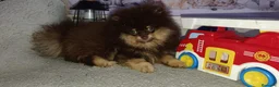 Pomerania perros en venta: Pomerania macho  - Anuncio 3