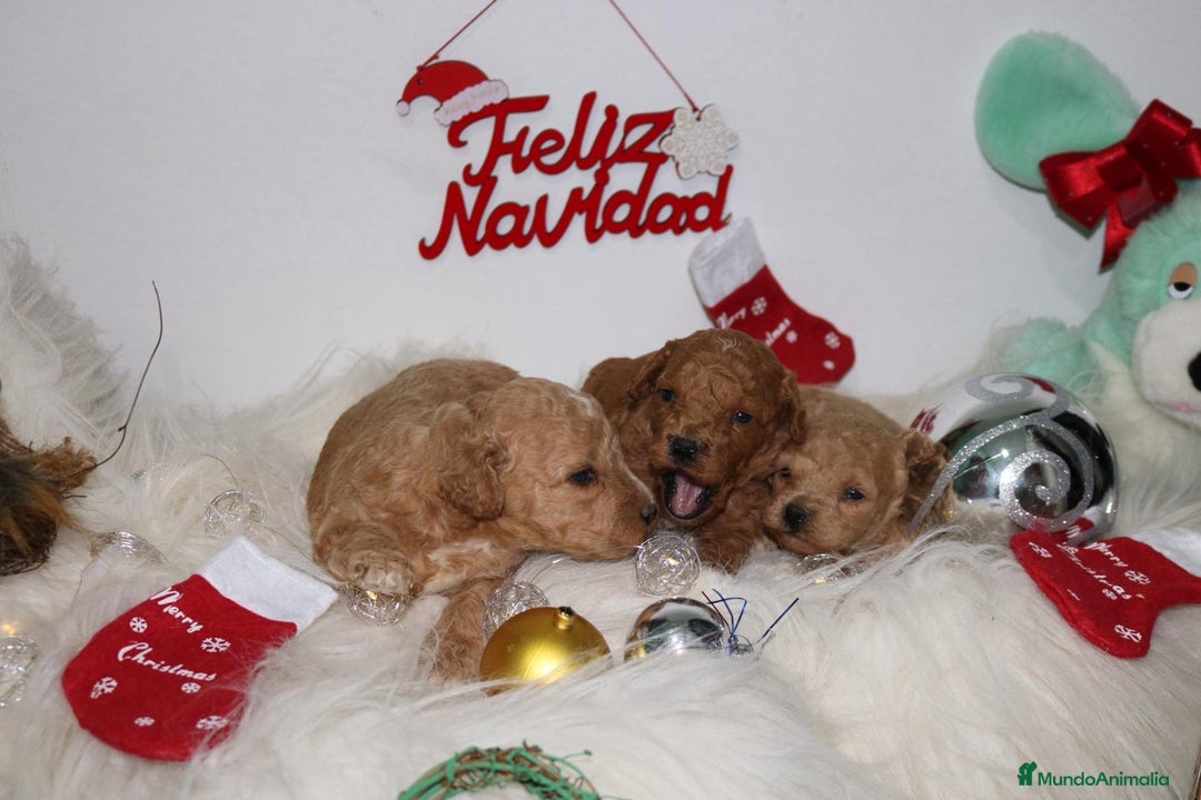 Caniche Toy perros en venta: Caniche toy - Anuncio 9