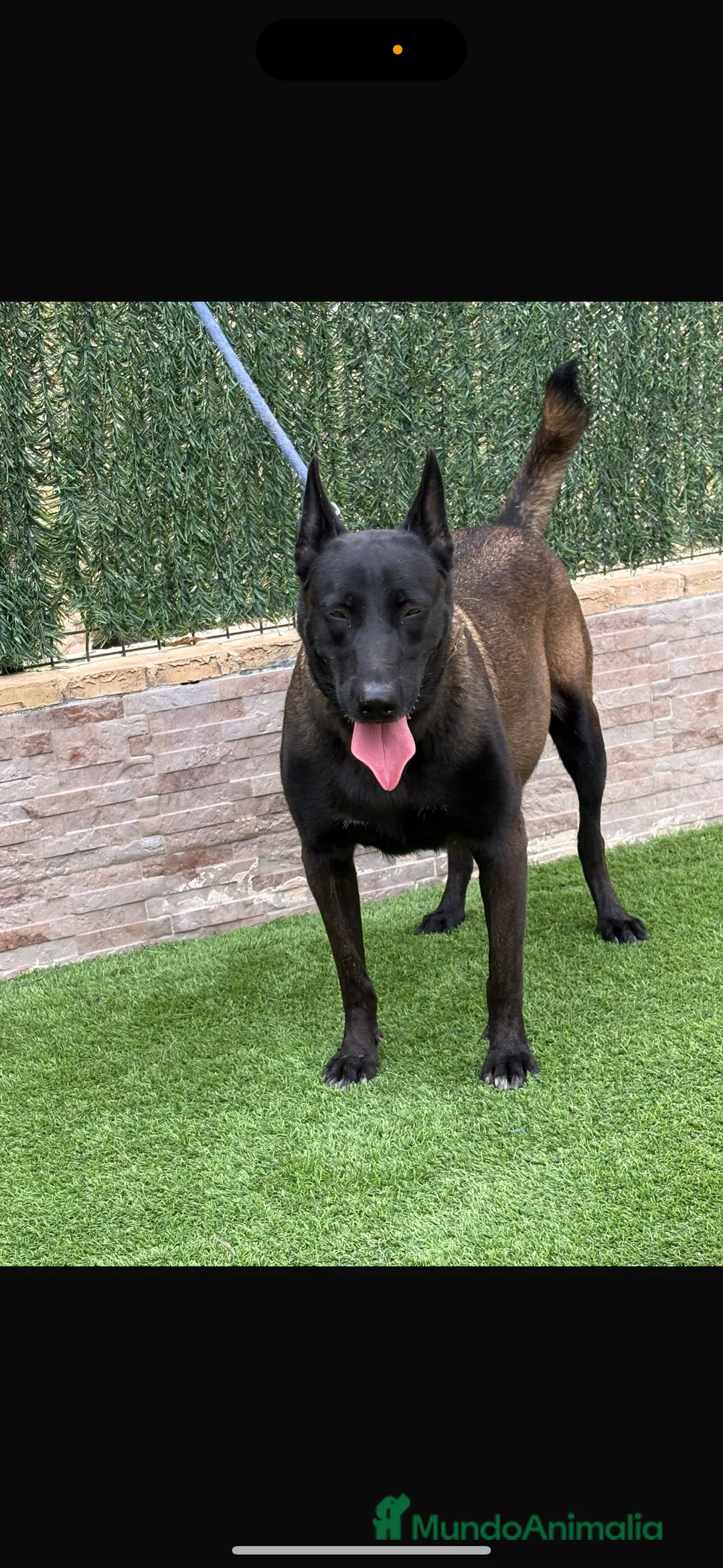 Pastor Belga Malinois perros en venta: Cachorros de Malinois carbonados  - Anuncio 4