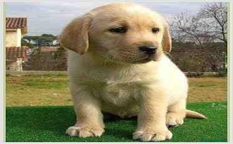 Labrador Retriever perros - Propaganda 12
