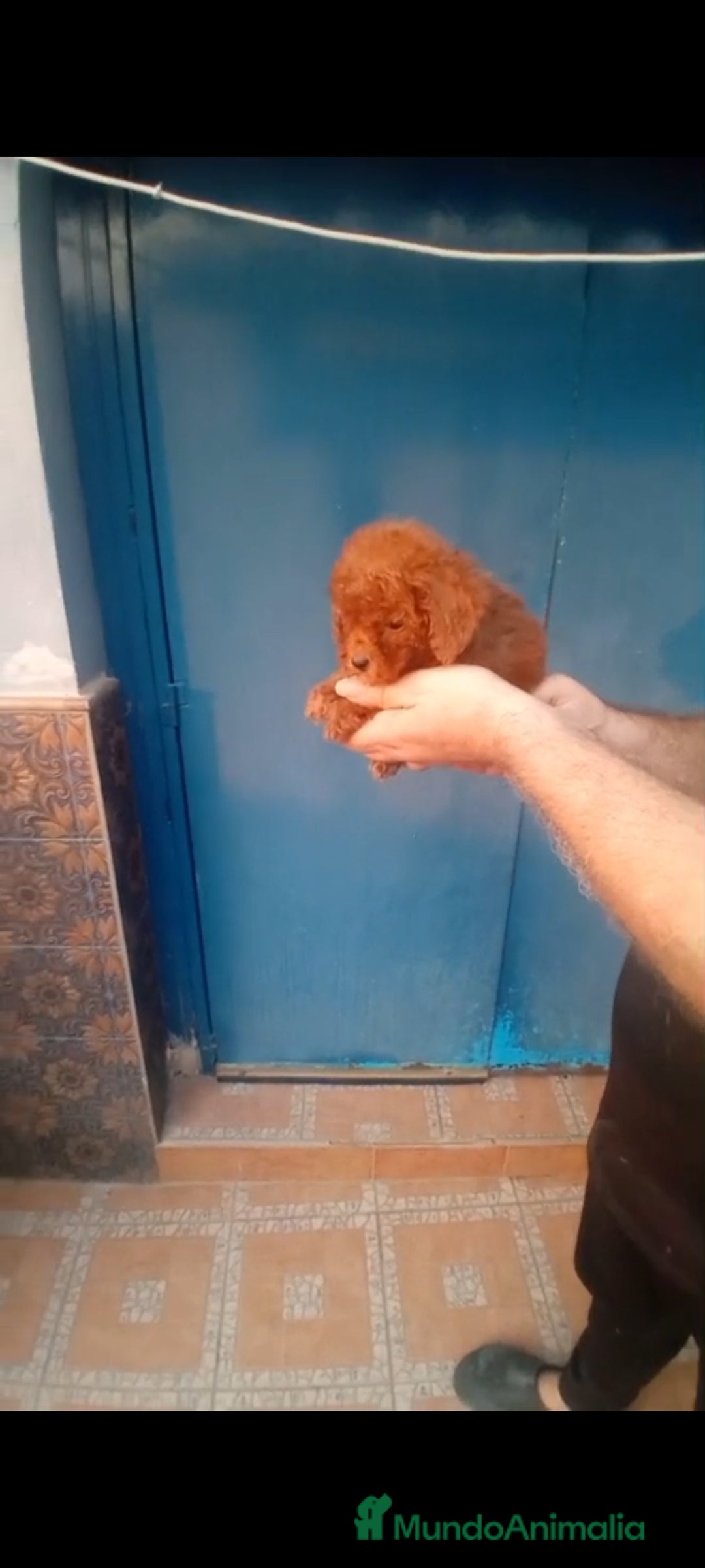 Caniche Toy perros en venta: Caniche mini toy  - Imagen 2