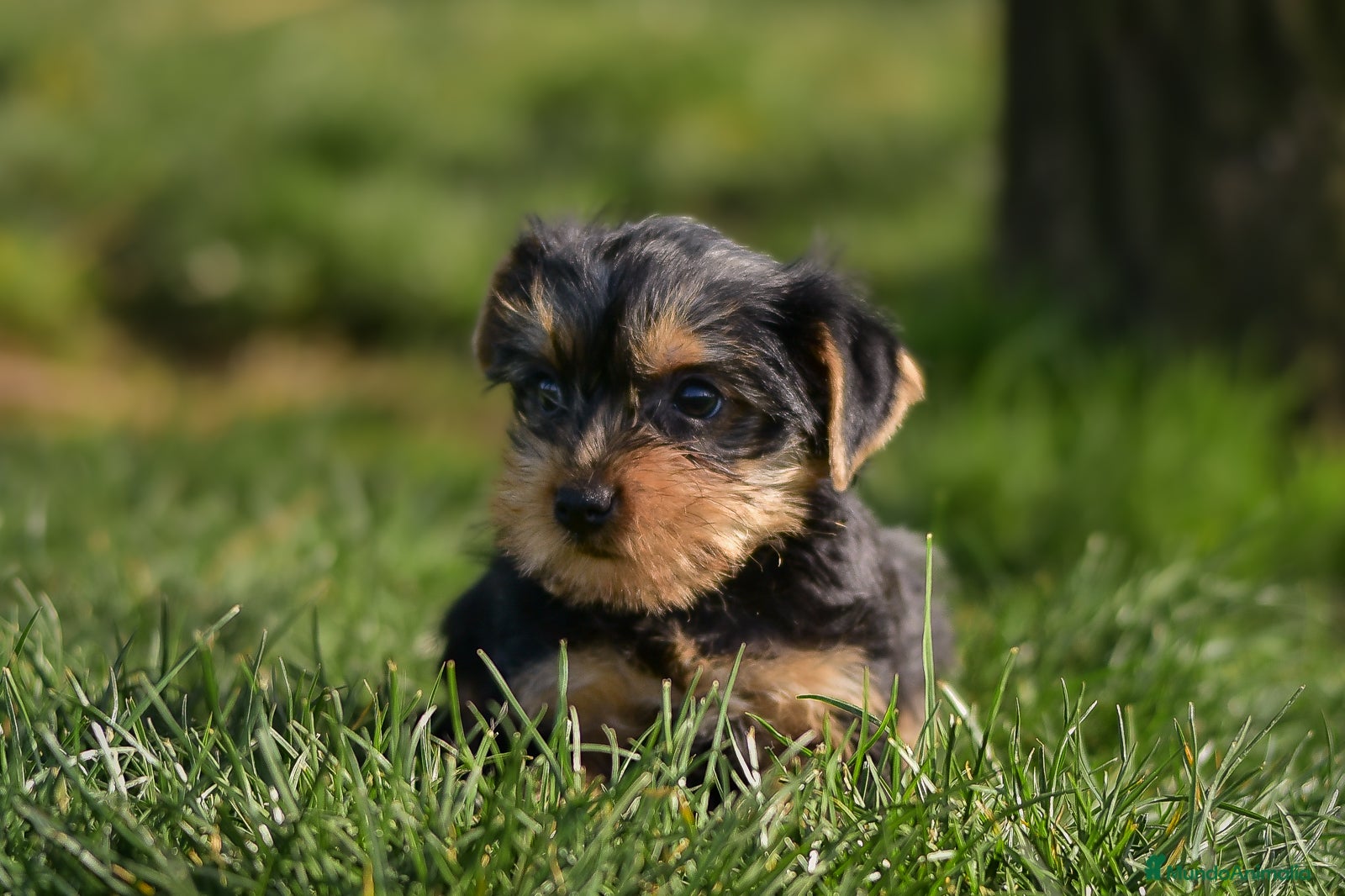 Yorkshire Terrier perros Yorkshire terrier macho disponible - Anuncio 1