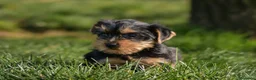 Yorkshire Terrier perros en venta: Yorkshire terrier macho disponible - Anuncio 1