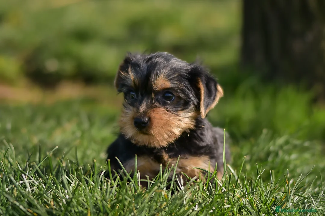 Yorkshire Terrier perros en venta: Yorkshire terrier macho disponible - Anuncio 1