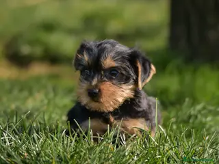 Yorkshire Terrier perros Yorkshire terrier macho disponible - Anuncio 2
