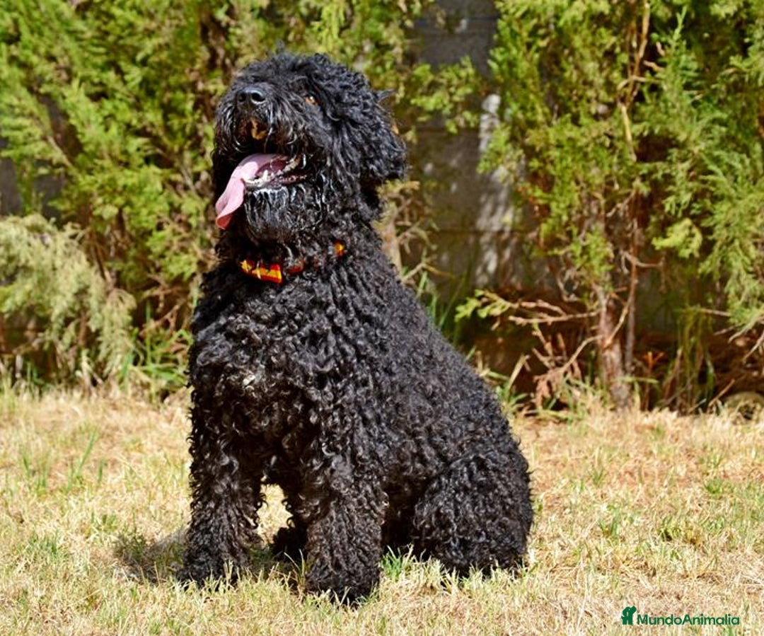 Perro de Agua Español perros en venta: Cachorros de perro de agua  - Anuncio 16