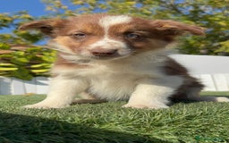 Border Collie perros en venta: BORDER COLLIE - Anuncio 14