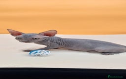 Sphynx gatos en venta: Preciosa hembrita gris - Imagen 2