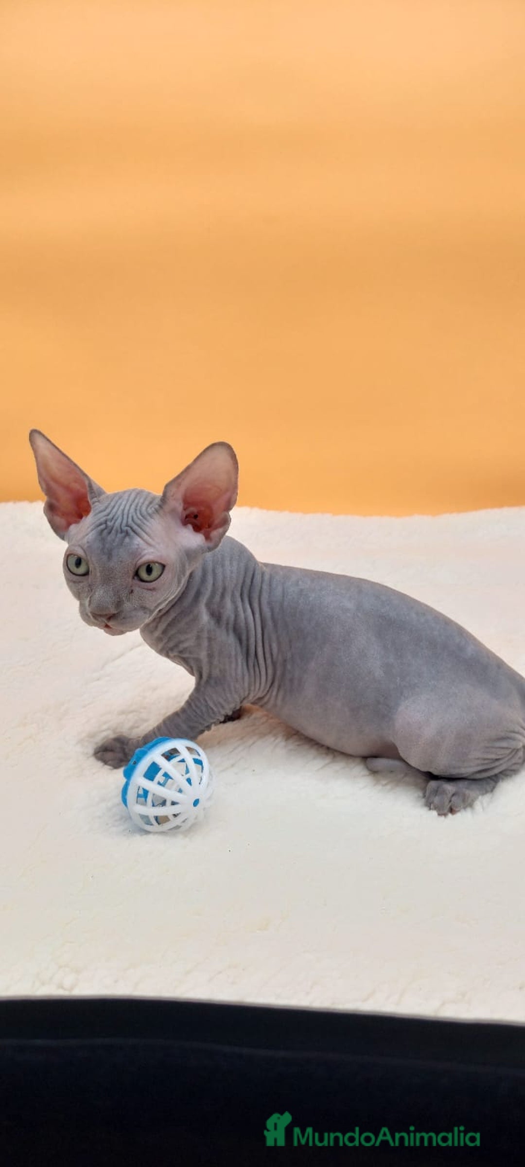Sphynx gatos en venta: Preciosa hembrita gris - Imagen 2
