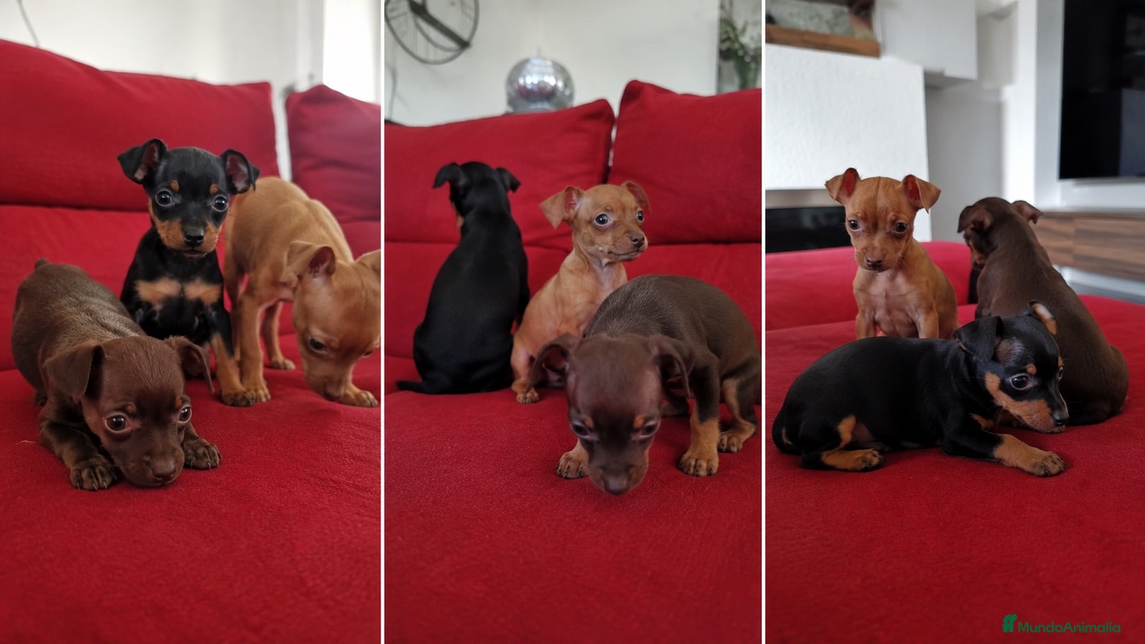 Pinscher Miniatura perros mini pinscher disponibles - madrid  - Anuncio 1