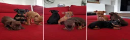 Pinscher Miniatura perros en venta: mini pinscher disponibles - madrid  - Anuncio 1