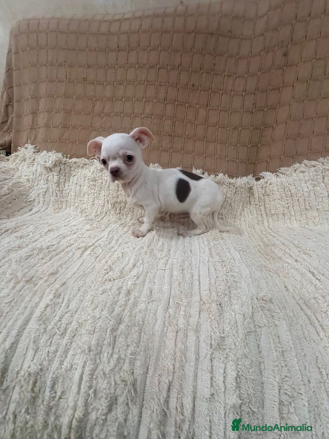 Chihuahua perros en venta: Chihuahua toy  - Anuncio 5