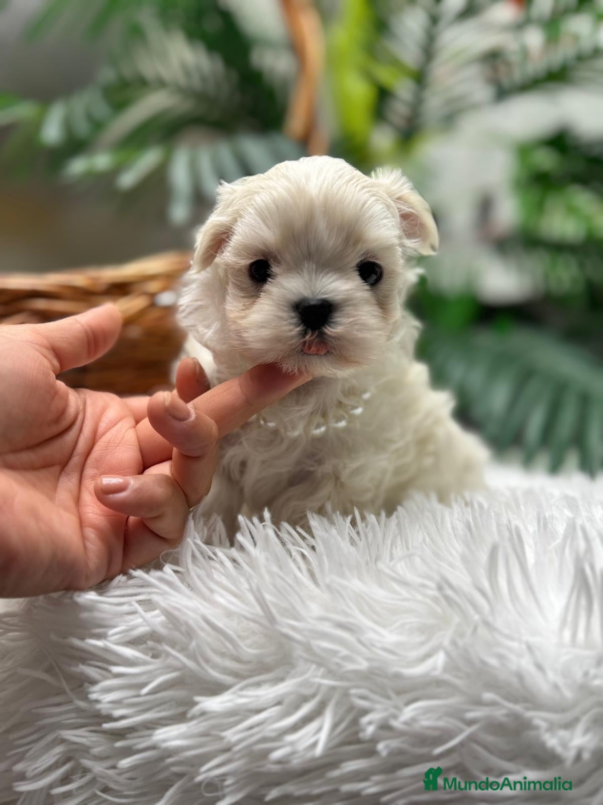 Bichón Maltés perros BICHON MALTES COREANO - Anuncio 1