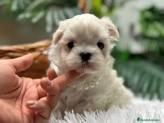 Bichón Maltés perros BICHON MALTES COREANO - Anuncio 1