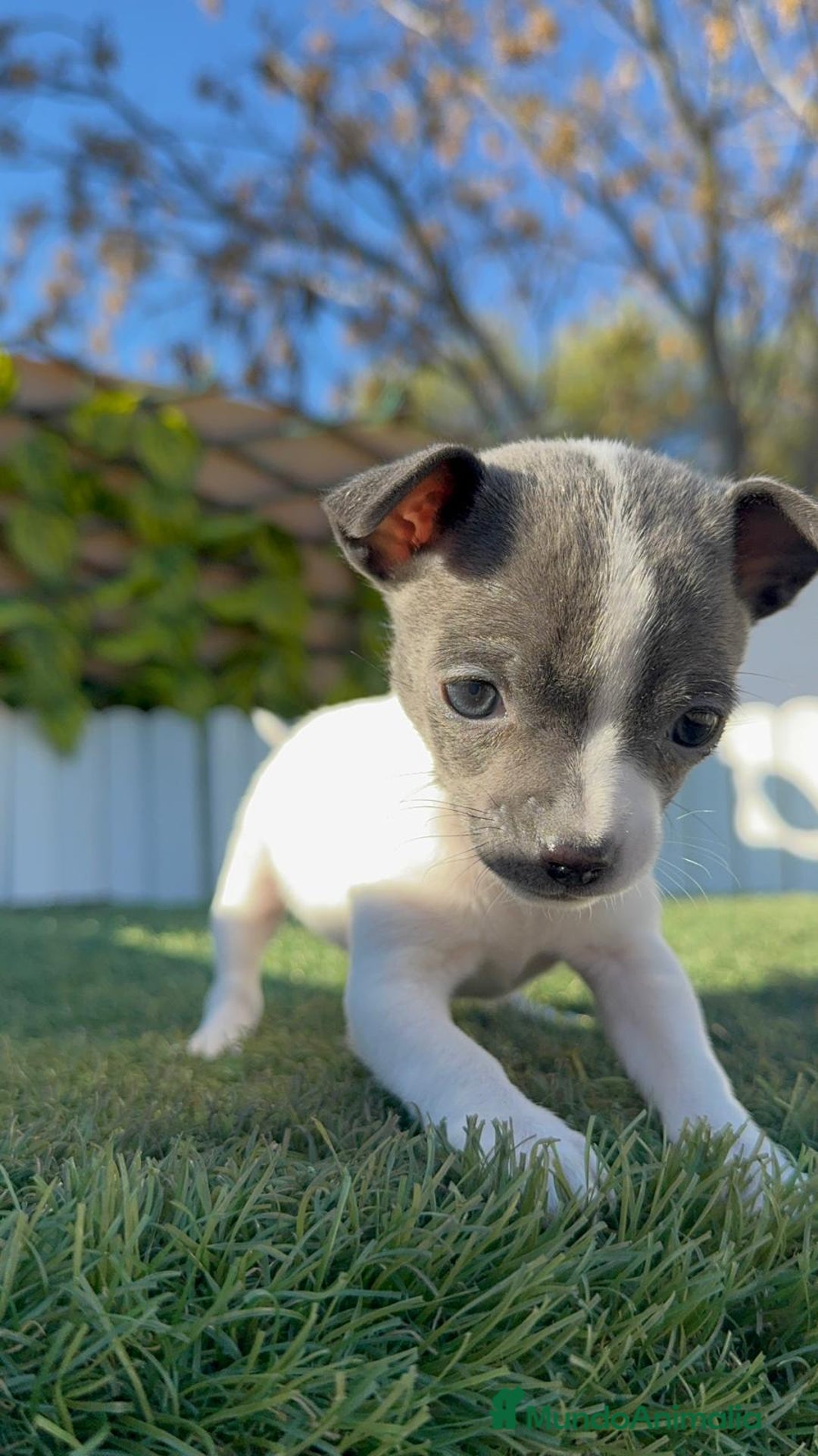 Chihuahua perros en venta: CHIHUAHUA HEMBRA - Anuncio 7