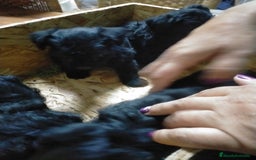 Raza Mixta perros en venta: Yorkiepoo  - Imagen 2