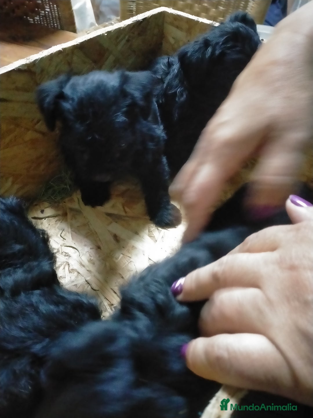 Raza Mixta perros en venta: Yorkiepoo  - Imagen 2