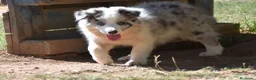Border Collie perros en venta: Cachorro de Border Collie disponibles - Anuncio 5
