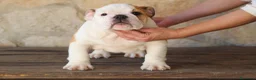 Bulldog Inglés perros en venta: Bulldog ingles de Calidad  - Anuncio 2