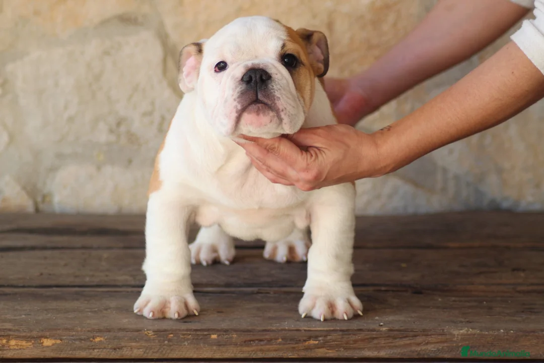 Bulldog Inglés perros en venta: Bulldog ingles de Calidad  - Anuncio 2