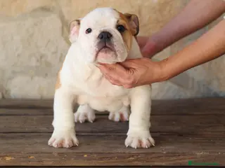 Bulldog Inglés perros Bulldog ingles de Calidad - Anuncio 1