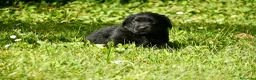Labrador Retriever perros en venta: Cachorros de Labrador Retriever Negros - Anuncio 31