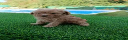 Maltipoo perros en venta: Maltipoo toy - Anuncio 6