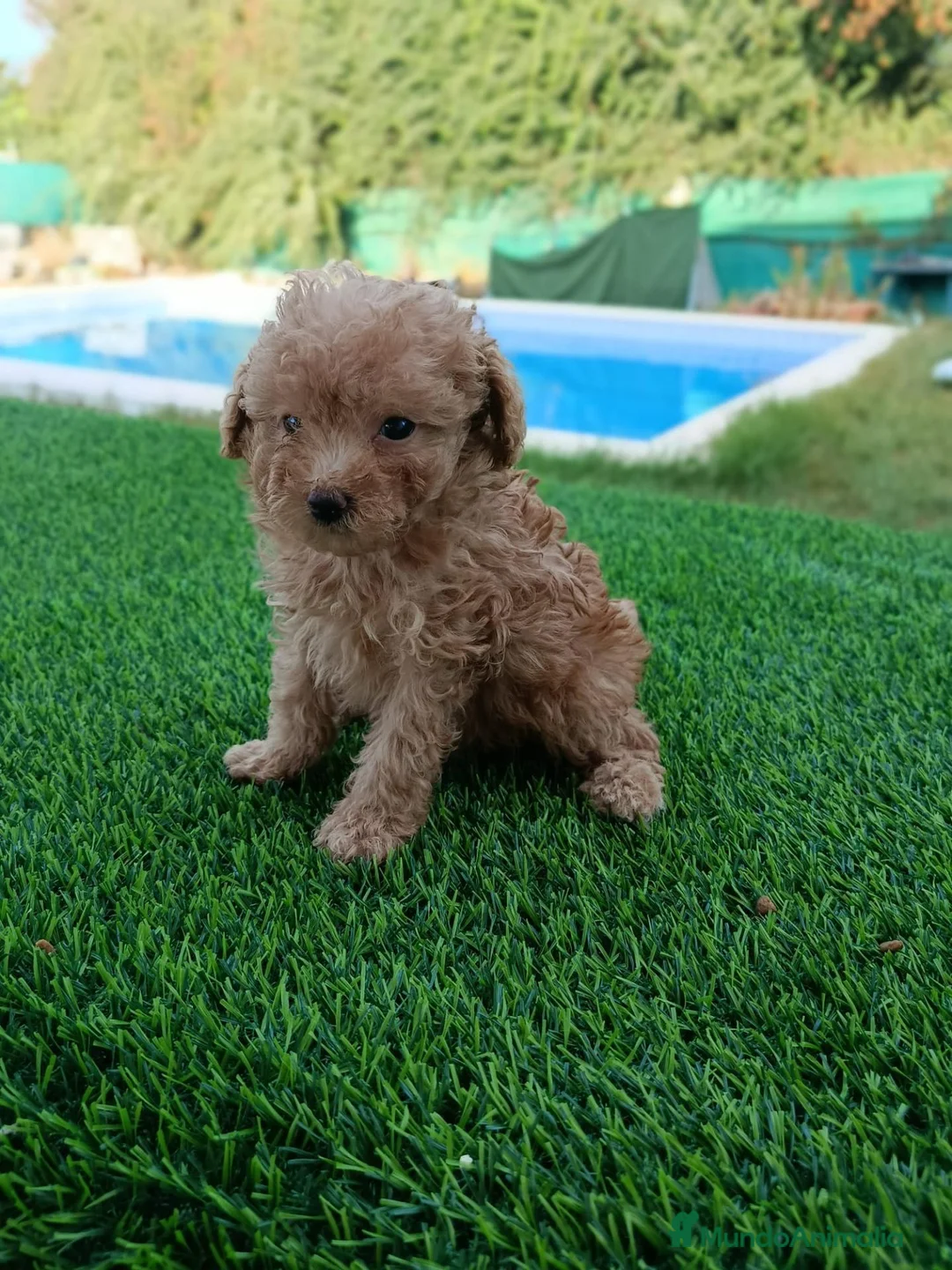 Maltipoo perros en venta: Maltipoo toy - Anuncio 6