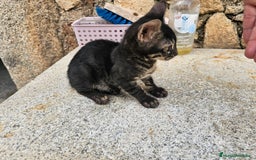 Bengalí gatos en venta: Bengalí charcoal en Cáceres - Imagen 2