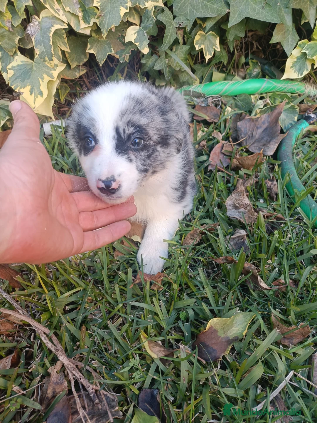 Border Collie perros en venta: Border collie merle - Anuncio 3