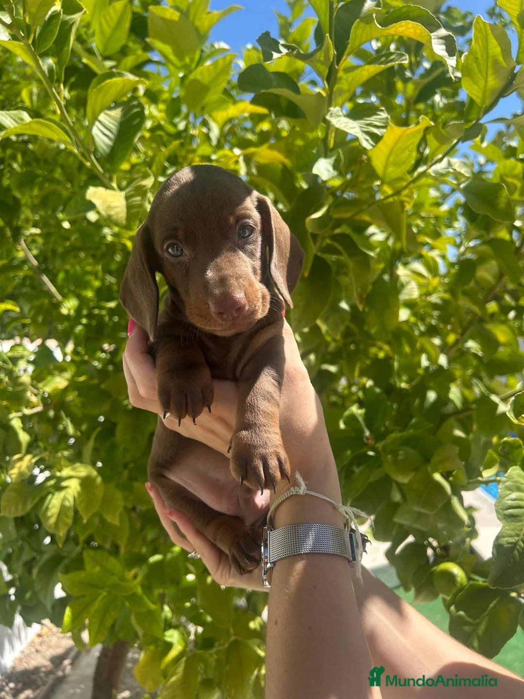 Teckel Miniatura perros en venta: teckel chocolate  - Anuncio 6