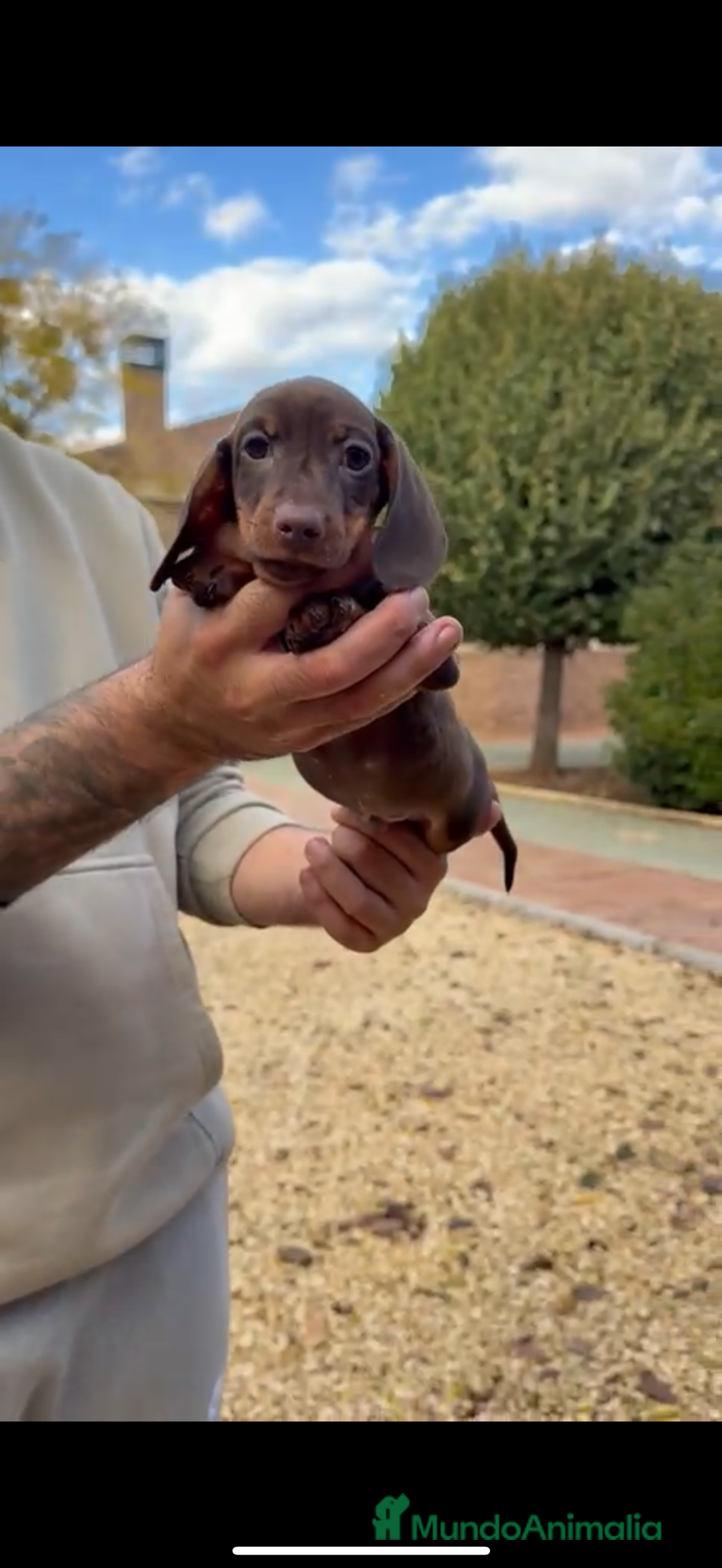 Teckel perros en venta: MACHO TECKEL KANINCHEN - Anuncio 2