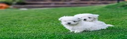 Bichón Maltés perros en venta: bichn maltes  en Madrid - Anuncio 1