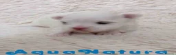 Bichón Maltés perros en venta: Bichon Maltes Hembra de Cora y Boris AQUANATURA - Anuncio 1