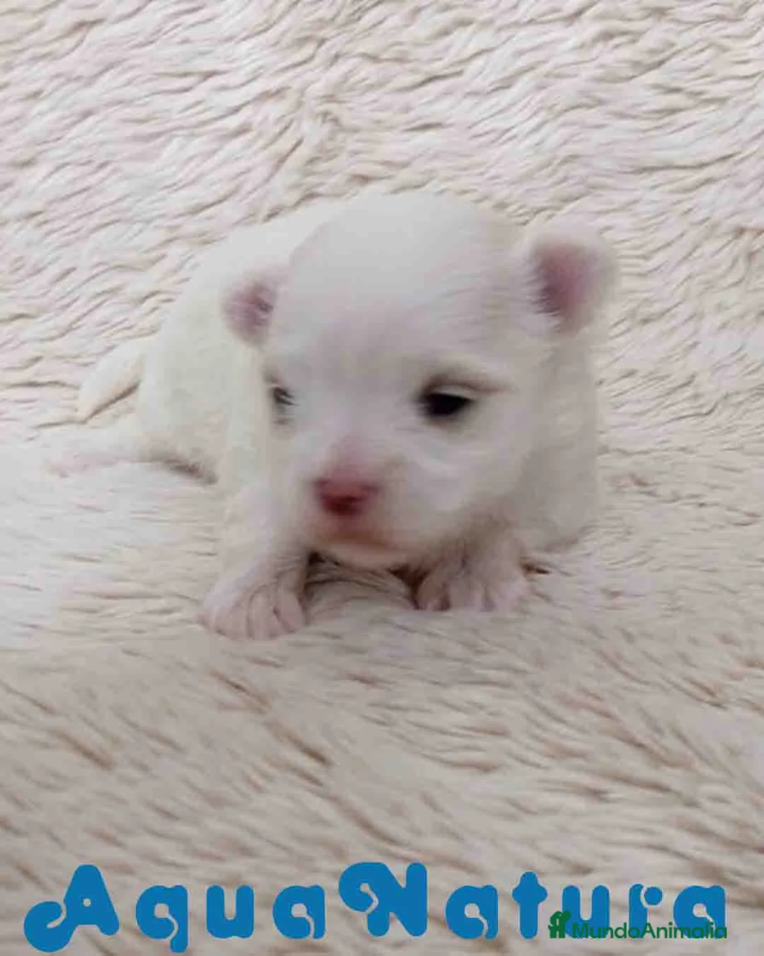 Bichón Maltés perros en venta: Bichon Maltes Hembra de Cora y Boris AQUANATURA - Anuncio 1