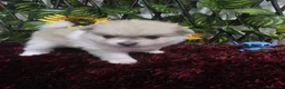 Pomerania perros en venta: Pomerania - Anuncio 5