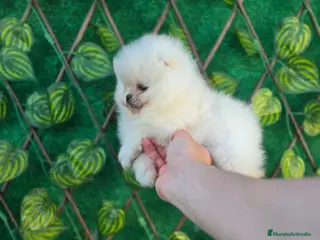 Pomerania perros LULU DE POMERANIA TOY - Anuncio 1