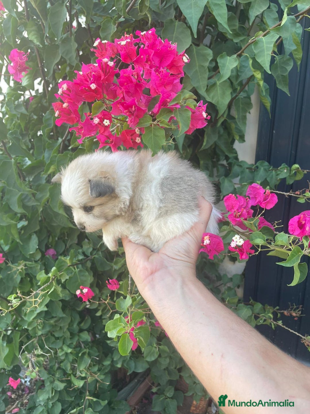 Pomerania perros en venta: Lulu pomerania  - Imagen 11