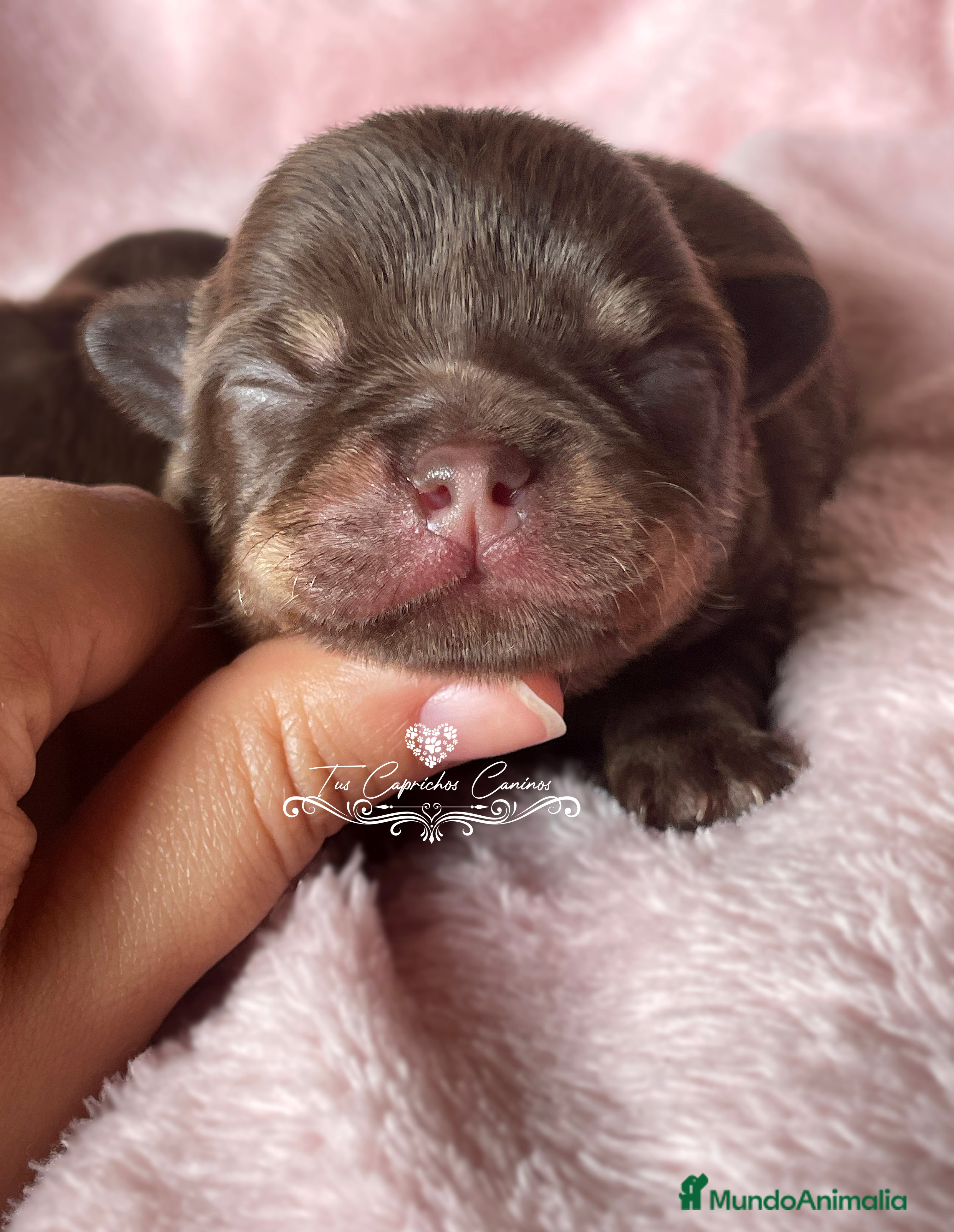 Chihuahua perros Chihuahua macho tricolor chocolate en Cantabria - Anuncio 6