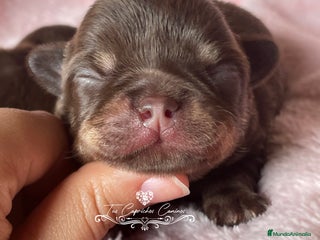 Chihuahua perros en Cantabria - Anuncio 17