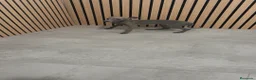 Pequeño Lebrel Italiano perros en venta: Galgo Italiano Piccolo Lebrel Italiano  - Anuncio 8