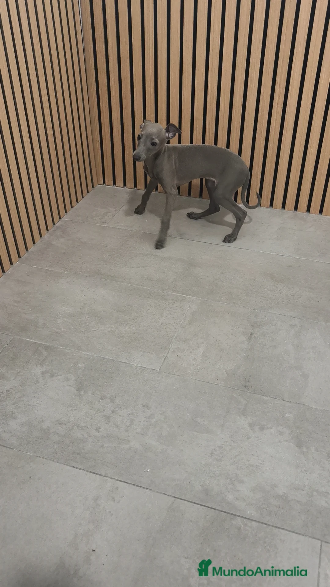 Pequeño Lebrel Italiano perros en venta: Galgo Italiano Piccolo Lebrel Italiano  - Anuncio 8
