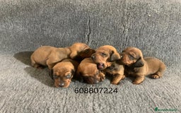 Teckel perros en venta: Cachorros Teckel Standard - Imagen 3