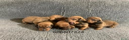 Teckel perros en venta: Cachorros Teckel Standard - Anuncio 3